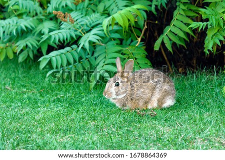 Easter gray rabbit bunny in the park near a bush