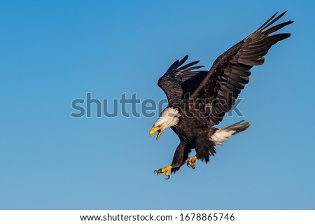 american bald eagle swooping down and screaming, against clear blue Alaska sky Royalty-Free Stock Photo #1678865746