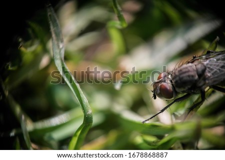 Housefly  have a single pair of membranous wings. They have red eyes, set farther apart in the slightly larger female. It is the most common fly species found in houses, grass and green background
