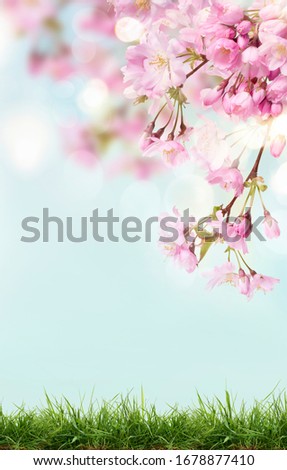 Pink cherry tree blossom flowers blooming above a green grass meadow on a spring Easter sunny day background.