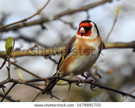 Close-up front side view of Goldfinch perching on branch with new buds