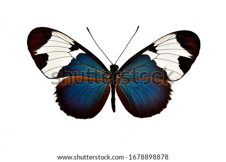 studio shot of a real butterfly