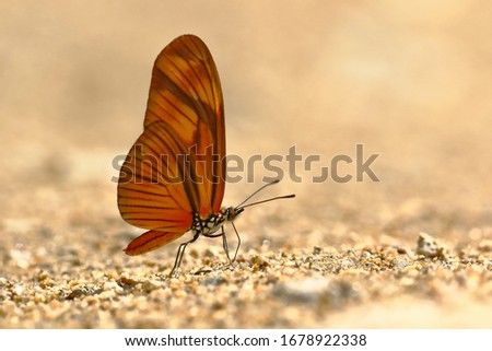 butterfly (Dryas julia) on soil moisture