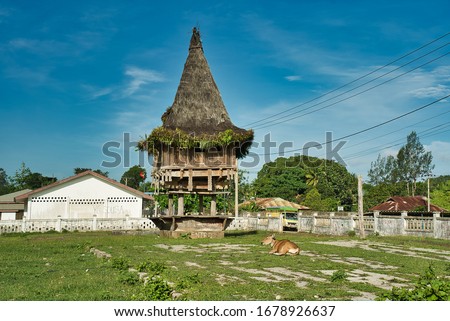 Traditional wooden construction of Fataluku people in Lospalos, Lauten. Timor Leste (East Timor). Cow lying down.