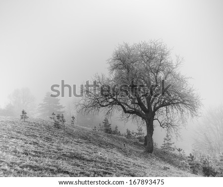 frozen tree black and white photography