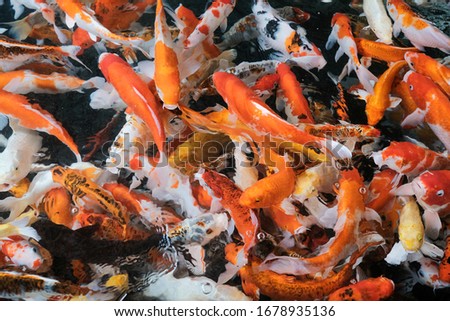 many koi fish in the pond