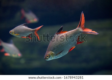 Barbonymus altus – Red-tailed Tinfoil Barb in freshwater aquarium Royalty-Free Stock Photo #1678943281
