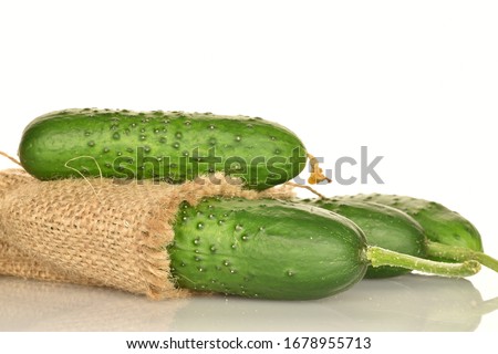 Several green organic ripe juicy cucumbers with a jute bag, close-up, on a black background.
