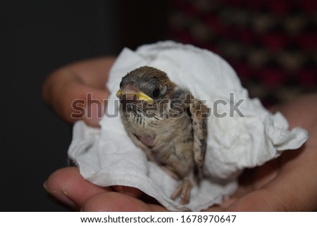 Close up view of baby sparrow with half grown feathers