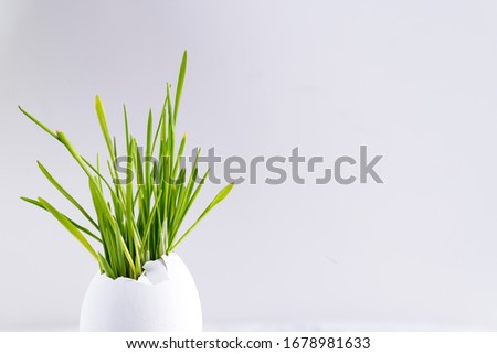 Holiday Easter card with green grass in eggshell on a ceramic cup on a table against light grey background.