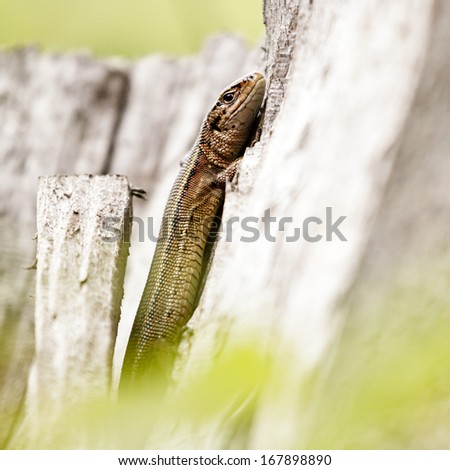 Lizard on wooden trunk