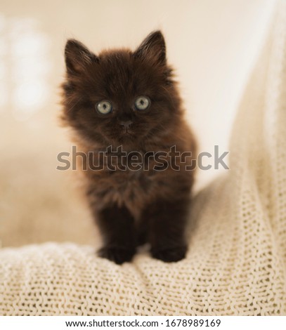 Portrait of a black kitten on a white background, front view, shot in the Studio