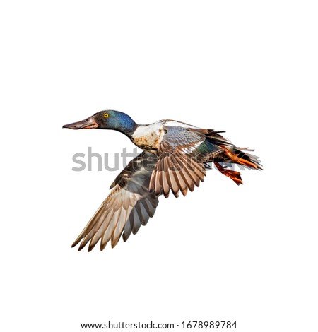 Northern shoveler (Spatula clypeata) isolate on a white background. duck in flight isolate on a white background. Royalty-Free Stock Photo #1678989784