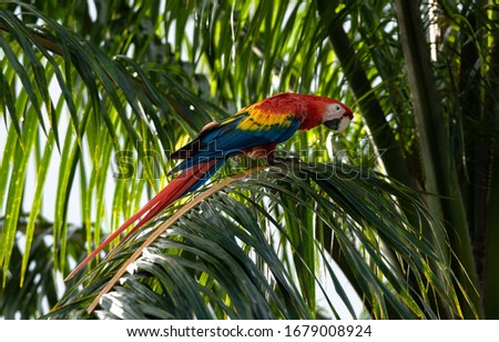 Scarlet macaw Ara macao Wild Red Yellow Blue colored colorful adorable beautiful cute Parrot Bird in Costa Rica posing on palm tree leaf and perfect pose like a statue Royalty-Free Stock Photo #1679008924