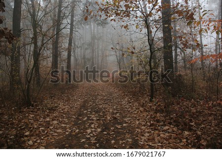 Fog in the forest. Fairy silence. Background.