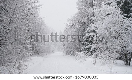 A landscape of a forest covered in the snow and trees during the snowfall in winter