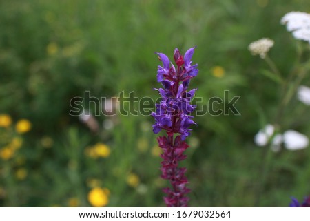 A closeup of a Fernleaf lavender in a field under the sunlight with a blurry background