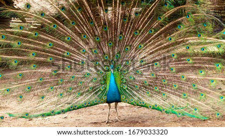 Amazing Indian Male Peacock (Pavo cristatus)