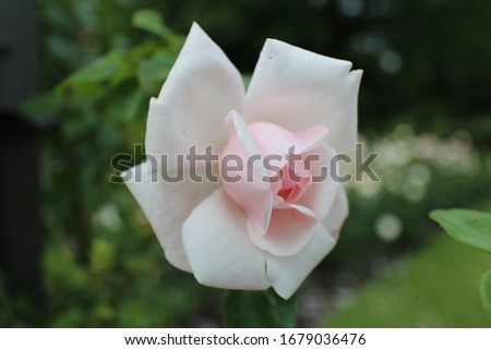 A closeup of a white garden rose surrounded by greenery under the sunlight with a blurry background