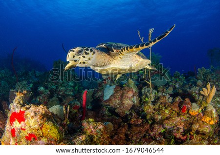 Turtles in the island of Grand Cayman Royalty-Free Stock Photo #1679046544