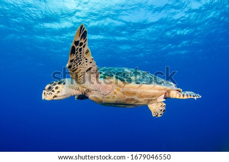 Turtles in the island of Grand Cayman Royalty-Free Stock Photo #1679046550