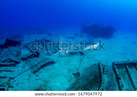The underwater world of Grand Cayman Royalty-Free Stock Photo #1679047972