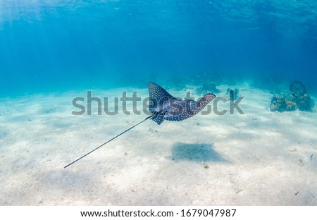 The underwater world of Grand Cayman Royalty-Free Stock Photo #1679047987