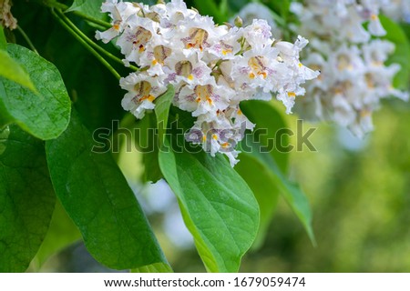 Catalpa bignonioides medium sized deciduous ornamental flowering tree, branches with groups of white cigartree flowers, buds and green leaves Royalty-Free Stock Photo #1679059474