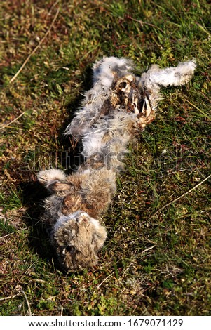 A dead bunny found on Terschelling