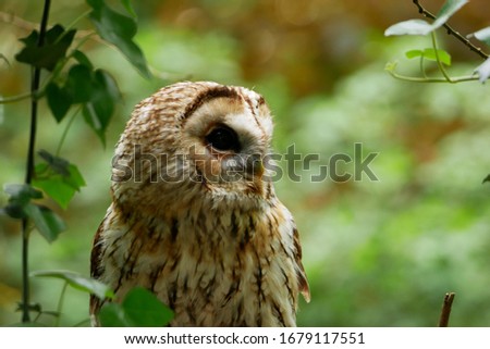 Tawny owl looking out of shot with green foliage in the background