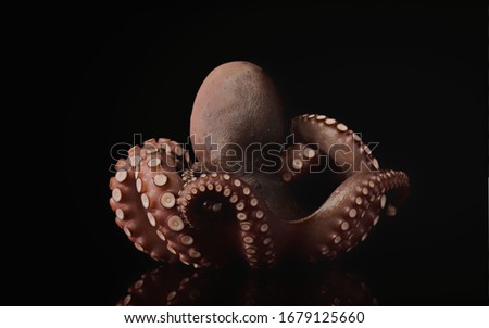 octopus tentacle seafood gourmet animal Royalty-Free Stock Photo #1679125660