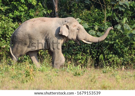 A picture of a gray elephant walking in the forest and holding the trunk out.  There are forest and tree wallpapers.  The image is clear at some points.
