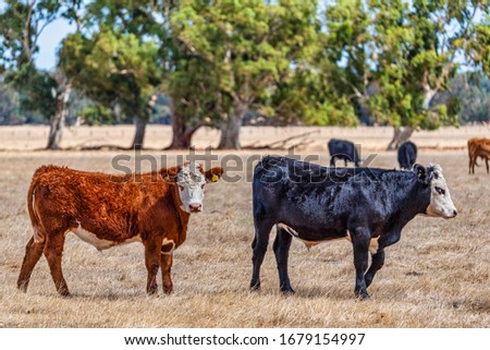 Cows grazing in the meadow at country WA Perth Australia