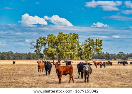 Cows grazing in the meadow at country WA Perth Australia Royalty-Free Stock Photo #1679155042