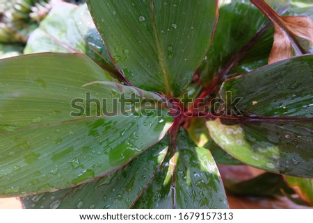 Green leaves background-natural background texture-green leaf in summer,rainy season