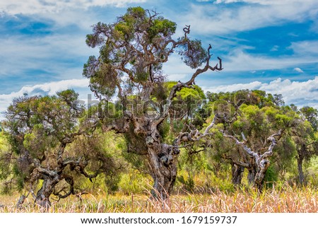Australian twisted branch tree in country Australia