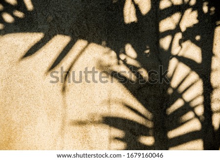 Leaves  shadow on the wall, outdoor  Chiangmai  Thailand