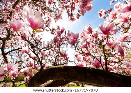 pink magnolia tree in the spring garden