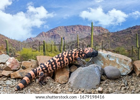 Gila Monster climbing Rocks through the Arizona Desert Royalty-Free Stock Photo #1679198416