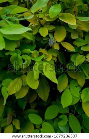 Beautiful natural green leaves in the background