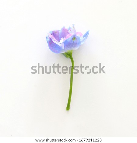 spring blue with purple flower isolated on white background