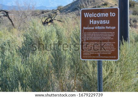 Havasu National Wildlife Refuge at Lake Havasu, Lower Colorado River, Arizona USA