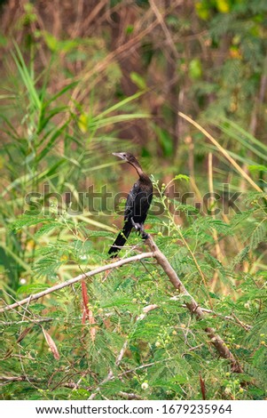 Image of Cormorant or Shag on a branch on nature background. Bird. Animals.
