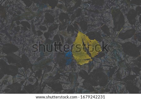 abstract yellow leaves pattern for background, Natural background, and wallpaper