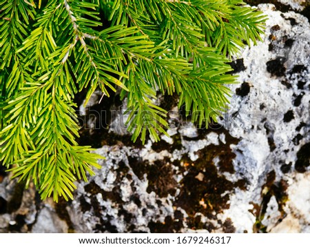 A bright green branch of pine or spruce on the background of a rock, copy space. The screensaver or background of wild nature, a layout for a postcard. Spruce evergreen branch close -up.