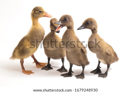 Four ducklings ( indian runner duck) isolated on a white background
