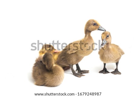 Four ducklings ( indian runner duck) isolated on a white background