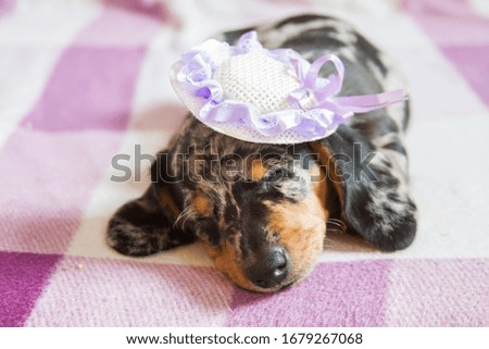 Miniature dachshund in marble color sleeping on the sofa with small hat on the head
