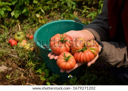 this pic show red tomato on a farmer hand, harvested production in garden