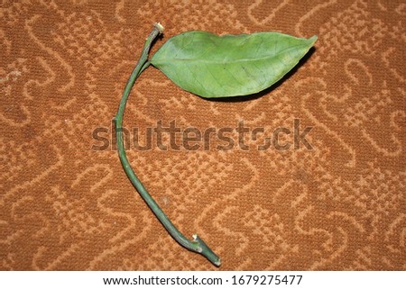 Close up leaf on brown background texture